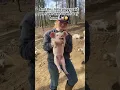 Pigs love to be held You should try it Pig squeal