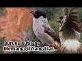 Download Lagu TERBARU.‼️ SUARA PIKAT KUTILANG GACOR, SANGAT CEPAT RESPON..