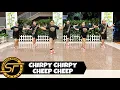 Download Lagu CHIRPY CHIRPY CHEEP CHEEP (Dj YuanBryan Remix) - Danstrends | Dansfitness | Zumba