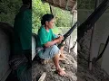 Download Lagu Berburu burung ruwak ruwak Sulawesi di hutan bakau