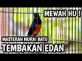 Download Lagu MURAI BATU GACOR FULL ISIAN TEMBAKAN MEWAH, CILILIN SIKATAN LONDO KAPAS TEMBAK GEREJA C JENGGOT