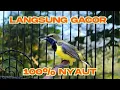 Download Lagu PASTI IKUTAN BUNYI SOGON GACOR 100% PENJEBOL EMOSI DAN BIKIN GACOR