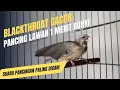Download Lagu 1 Menit Langsung Gacor! Suara Pancingan Blackthroat Auto Buka Sayap!!