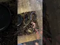 Download Lagu Giant Venomous Centipede Jumps Onto Owner!👀😨#shorts