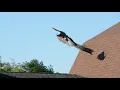 Peacock flying slow motion