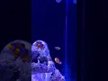 Download Lagu Nemo Fish in slow motion #nemo #nemofish #shortvideo