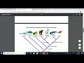 Cladogram Activity