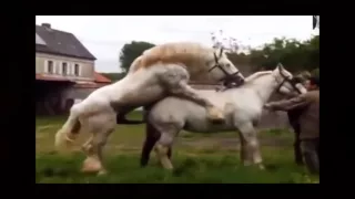 Download New funny animals   Horse Mating full 2015 MP3