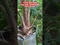 Download Lagu Contoh bibit sawit yang akan menghasilkan buah banyak