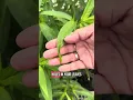 Download Lagu How to bring monarch butterflies to your garden