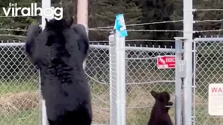 Momma Bear Sneaks Cubs Onto Military Base || ViralHog