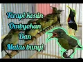 Download Lagu TERAPI KONIN OMBYOKAN DAN MALAS BUNYI