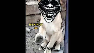 MANGO LION SHOWS HE S KING Trollface Shorts Trollfaceedit Shortsfeed Mango 