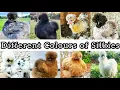 10 Different Colours of American Silkie Chicken Pet Different Breeds of Silkie Chicken
