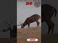 Download Lagu .30-06💥👊🏽PUNCHES | Deer Hunting #texas #viral #caceria #deerhunting #shooting #gunops #scopecam