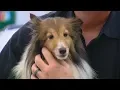Shelties dumped at Warren County park ready for adoption