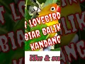 Download Lagu suara pikat lovebird lepas... pasti mantab... 👍🏻👍🏻👍🏻