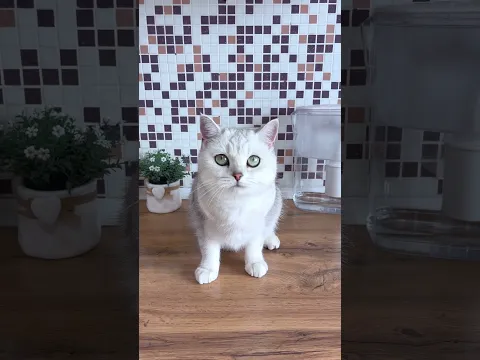 УЧУ БЕЛКУ #cat