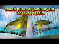 Download Lagu Burung Pleci Bustomi Gacor Ngalas + Pleci Ngecir Untuk Memancing Birahi Dan Emosi Pleci (terbaru)