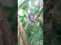 Download Lagu Tik Tok orang jatuh