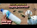 Download Lagu Buruan buat ramuan seperti ini !! Kandang kambing jadi bebas dari Lalat dan nyamuk