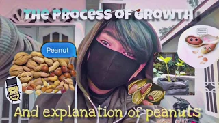 Download THE PRACTICAL AGRICULTURAL MICROBIOLOGI : The Process of Growth And Explanation of Peanuts. MP3