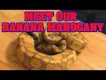 Our BANANA MAHOGANY PARADOX ball python You will never see another snake like this