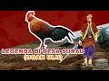 Download Lagu AYAM HUTAN DAN JERUK KUNCI, LEGENDA DI DESA SURAU | OGAN ULU #Legenda9
