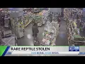 Rare reptile stolen from Lexington pet store
