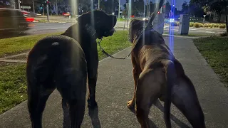 Friday evening walk with Sully & Rorri 