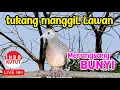 Download Lagu Perkutut Lokal Gacor di alam liar PEMBANGKIT malas BUNYI jadi gacor