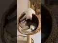 Download Lagu Gedoe op de krabpaal 😹#shorts #short #cat #cats #britishshorthair #ragdolls #ragdoll #funny #fun