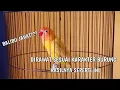 Download Lagu Lovebird Anda Malas Bunyi || Pancing dengan video Lovebird Balibu Jahat ini