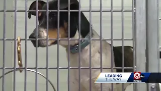 Owner surrenders a big factor in the Kansas City s growing pet crisis at overcrowded shelters