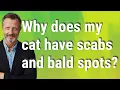 Why does my cat have scabs and bald spots