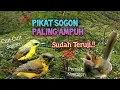 Download Lagu Suara Pikat Sogon Vs Prenjak Kepala Merah Suara Nyetater Dijamin Ampuh