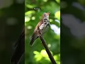 Download Lagu Burung sariawan kayu memiliki nyanyian yang menakjubkan!