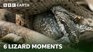 Unforgettable Lizard Moments | BBC Earth
