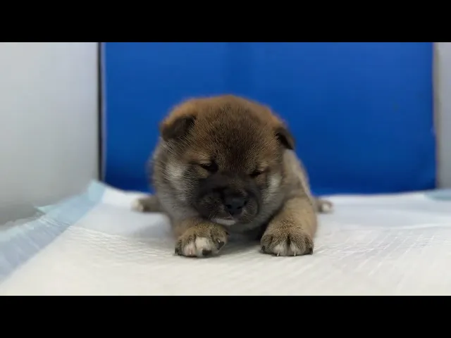 動画