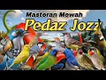 Download Lagu PEDAZ JOZZZ‼️MASTERAN SEMUA JENIS BURUNG LOMBA#masteranburung