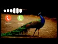 Download Lagu New ringtone 2022 | Mor , peacock ringtone, sms tone,flut tune #trending #ringtone
