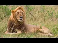 SafariLIVE Sunrise - 16 August 2026