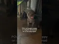 Buying a puppy from craigslist went wrong via user7936031421