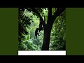 Download Lagu Little Monkey Jam At the jungle