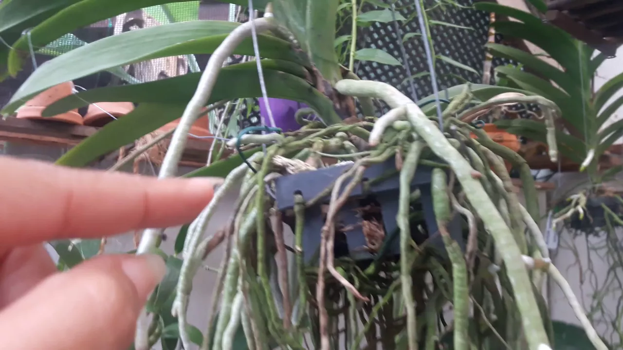 MANTENHA SUA ORQUÍDEA VANDA HIDRATADA