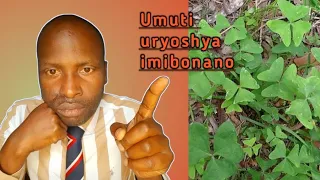 Umuti Umugore Akoresha Umugabo Ntarangize Vuba Ntaguce Inyuma Ntimutandukane  Umuti Umugore Akoresha Umugabo Ntarangize Vuba Ntaguce Inyuma Ntimutandukane