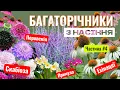 Download Lagu БАГАТОРІЧНИКИ З НАСІННЯ - Найефектніші квіти сезону | Виростила Скобіозу Ехінацею Примулу Перовскію