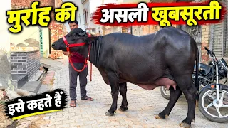 खूबसूरती इसे बोलते हैं - लाजवाब नगीना - Super Duper 1st Class Murrah Buffalo 