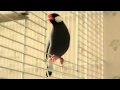 Download Lagu Java finch singing