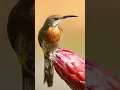 Download Lagu Promeropidae Bird sound